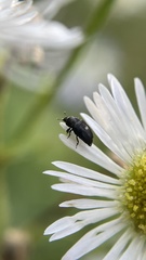 Nitidulidae