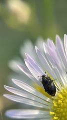 Nitidulidae