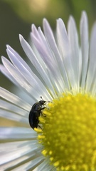 Nitidulidae