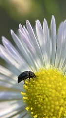 Nitidulidae