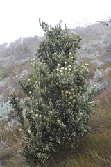 Brunia sphaerocephala