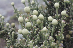 Brunia sphaerocephala