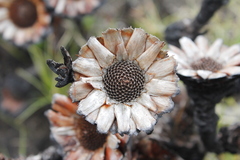 Protea caespitosa