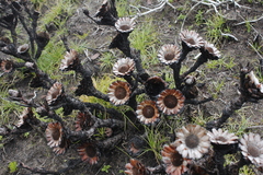 Protea caespitosa