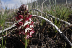 Disa albomagentea