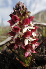Disa albomagentea