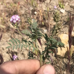 Astragalus didymocarpus