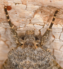 Polymixis rufocincta kretania