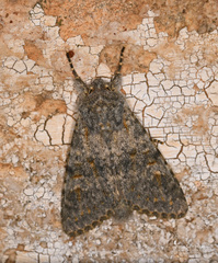 Polymixis rufocincta kretania