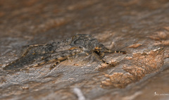 Polymixis rufocincta kretania