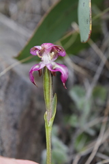 Disperis paludosa