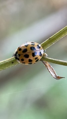 Harmonia axyridis