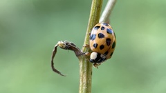 Harmonia axyridis