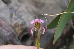 Disperis paludosa