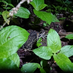 Duttaphrynus melanostictus