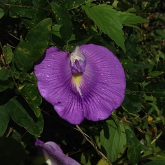 Centrosema brasilianum