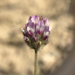 Astragalus didymocarpus