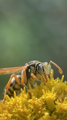Polistes nimpha