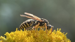 Polistes nimpha