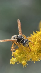 Polistes nimpha