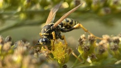 Polistes nimpha