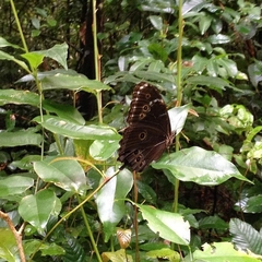 Morpho helenor anakreon