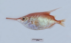 Macroramphosus scolopax
