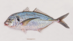 Pseudocaranx