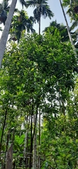 Syzygium aromaticum