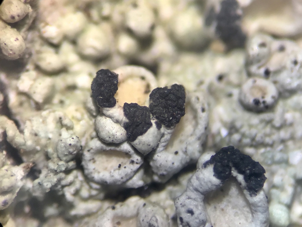 Opegrapha anomea