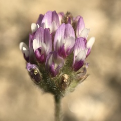 Astragalus didymocarpus