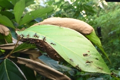 Dolichoderus spurius