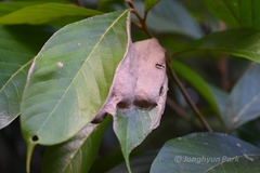 Dolichoderus spurius