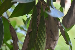 Dolichoderus spurius