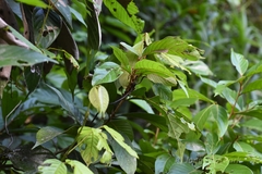 Dolichoderus spurius