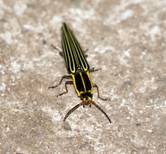 Semiotus acutus