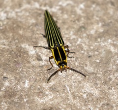 Semiotus acutus