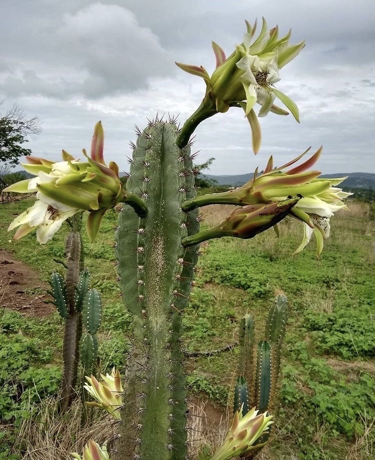 Cereus jamacaru