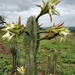 Cereus jamacaru - Photo (c) m_santos,  זכויות יוצרים חלקיות (CC BY-NC)