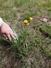 Senecio othonniflorus