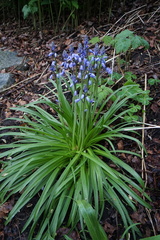 Hyacinthoides non-scripta