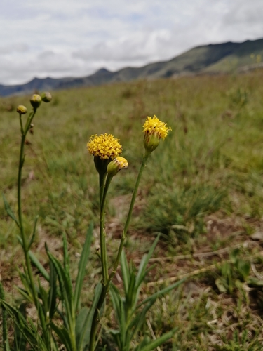 Senecio othonniflorus
