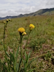 Senecio othonniflorus