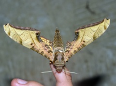 Protambulyx eurycles