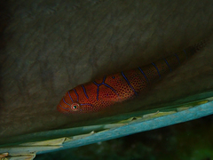Cochleoceps bicolor