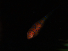 Cochleoceps bicolor
