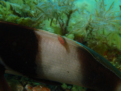 Cochleoceps bicolor