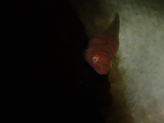 Cochleoceps bicolor