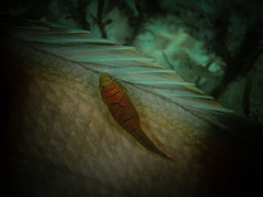 Cochleoceps bicolor