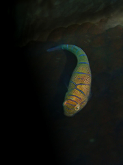 Cochleoceps bicolor